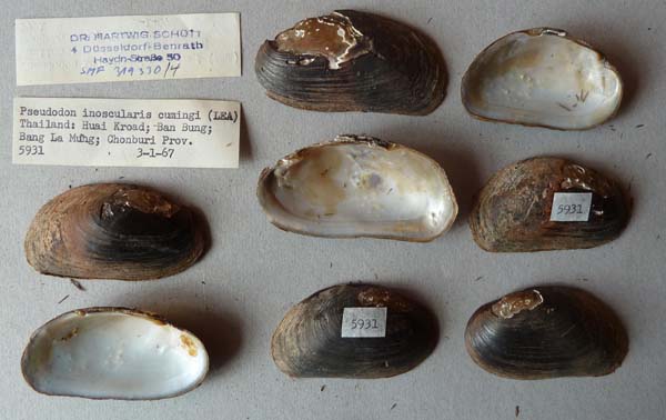 specimen