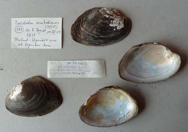 specimen