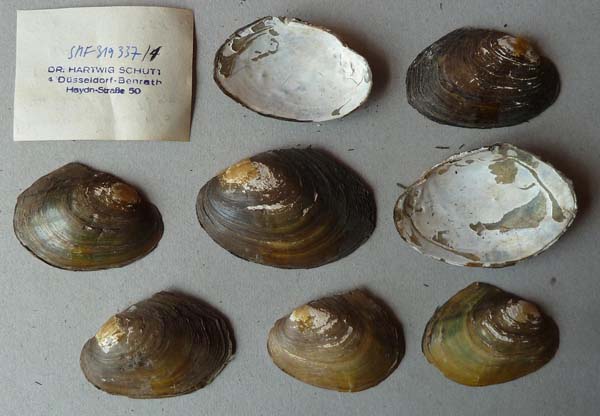 specimen