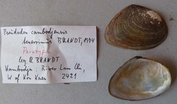 specimen