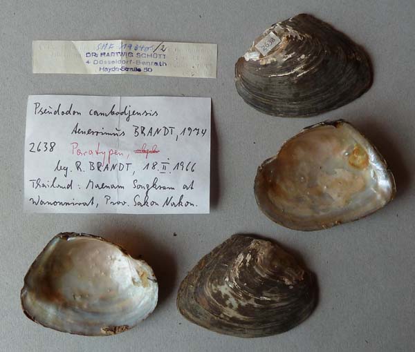 specimen