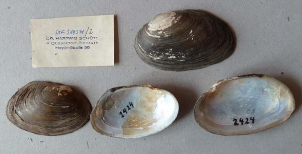 specimen
