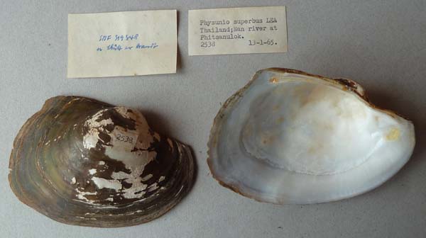 specimen