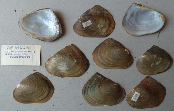 specimen