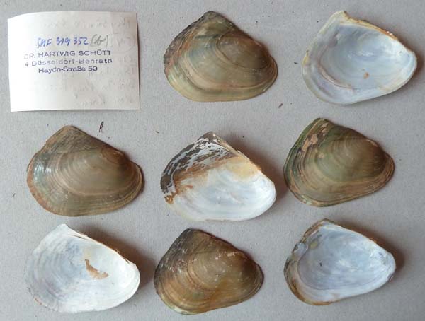 specimen