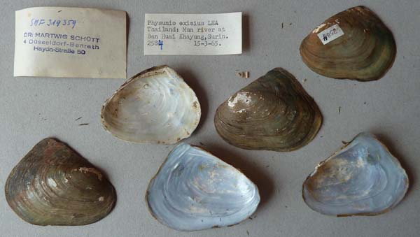 specimen