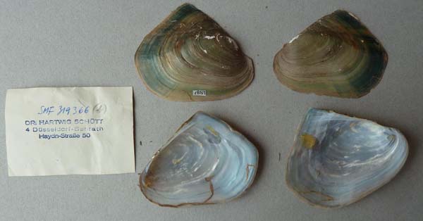 specimen