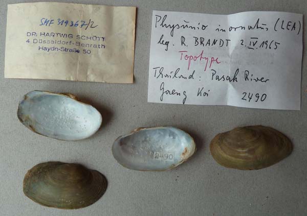 specimen