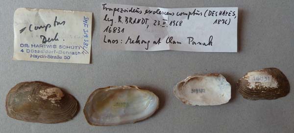 specimen