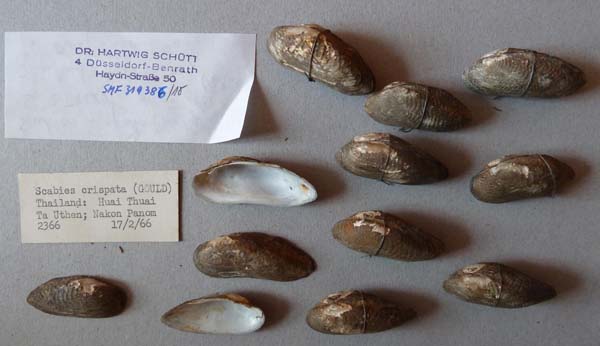 specimen