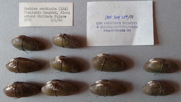 specimen