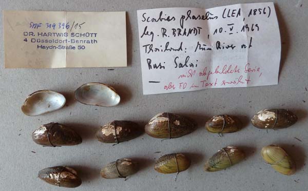 specimen