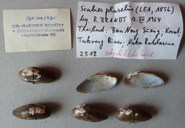 specimen