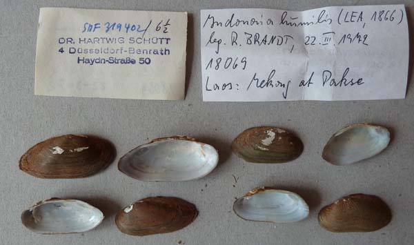 specimen
