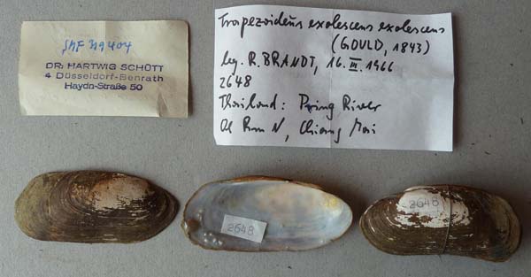 specimen