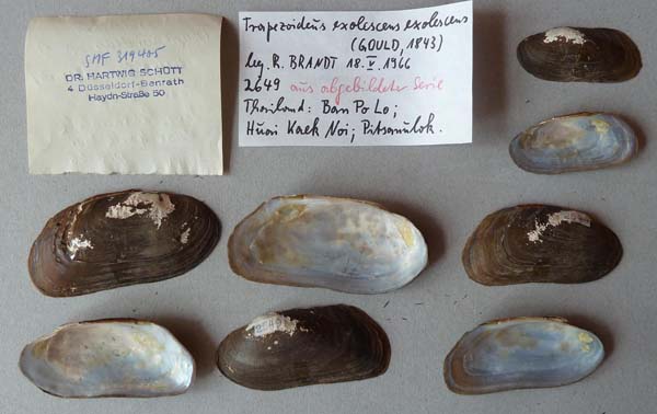specimen