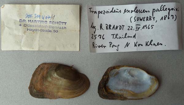 specimen