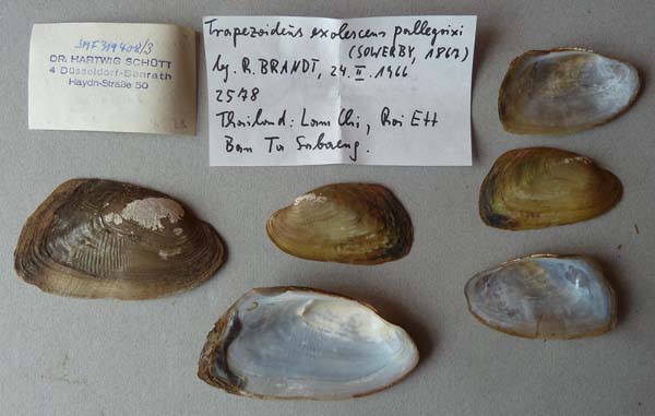specimen