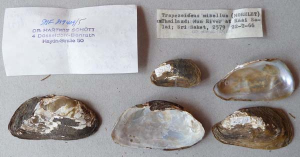 specimen