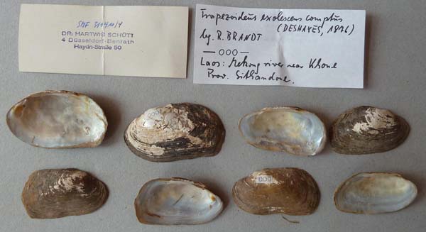 specimen