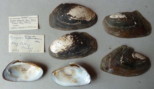 specimen