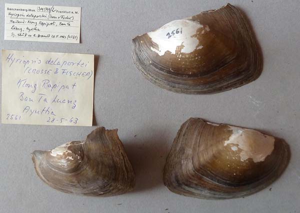 specimen