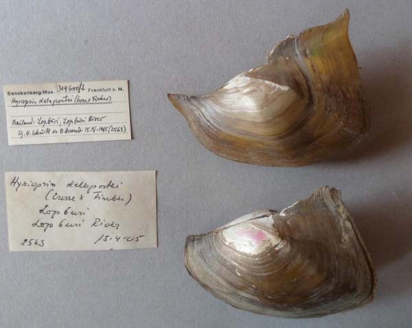 specimen