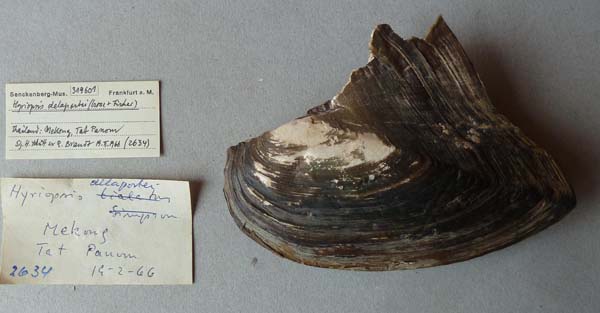specimen