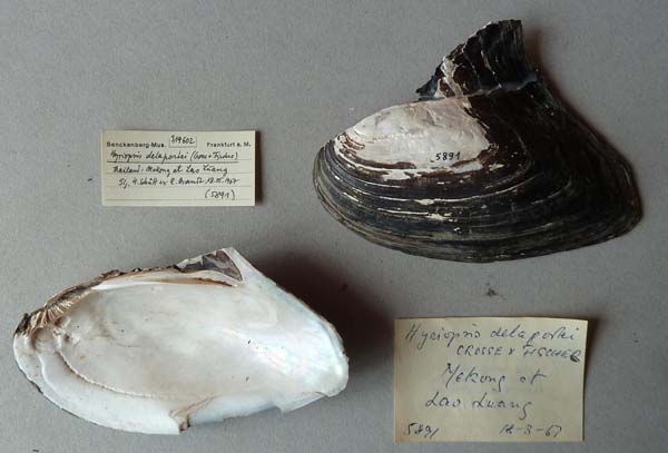 specimen