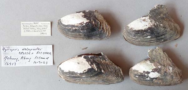 specimen