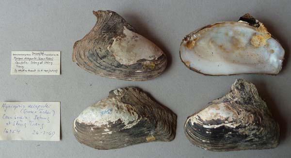 specimen