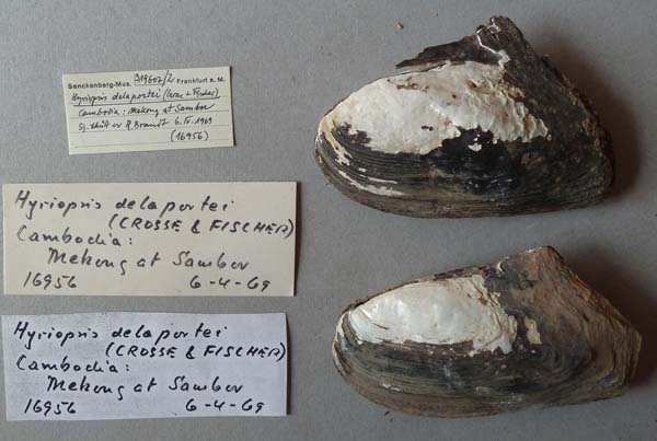 specimen