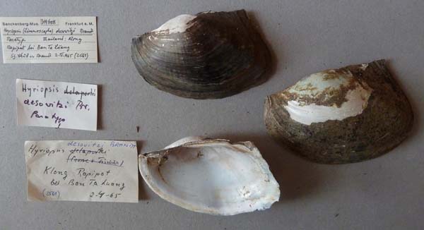specimen