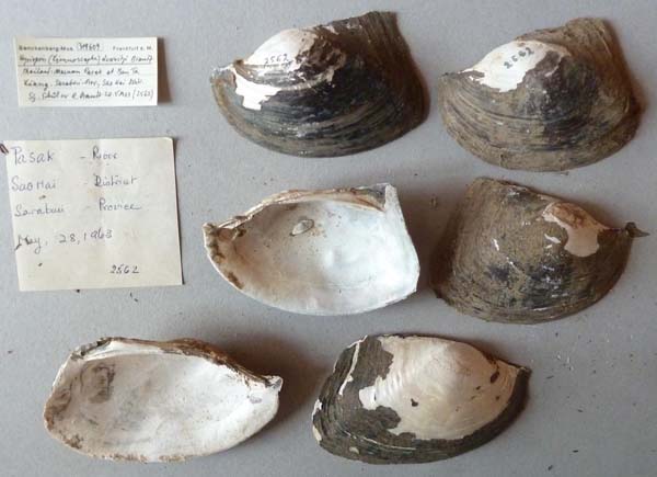 specimen