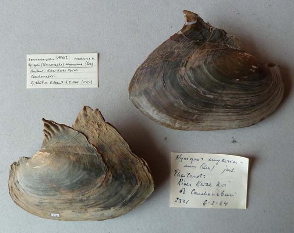 specimen