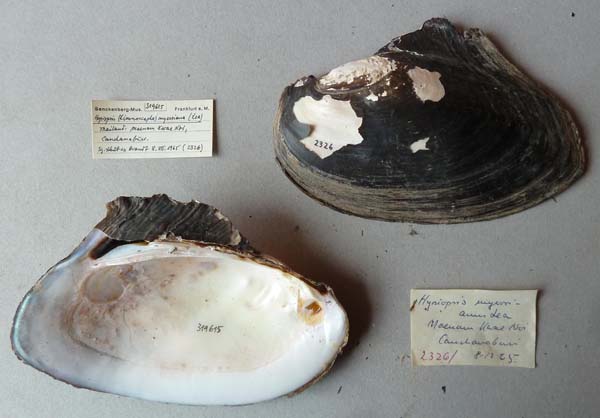 specimen