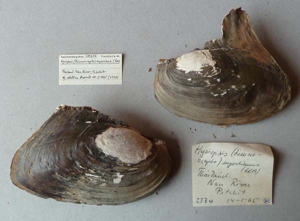 specimen