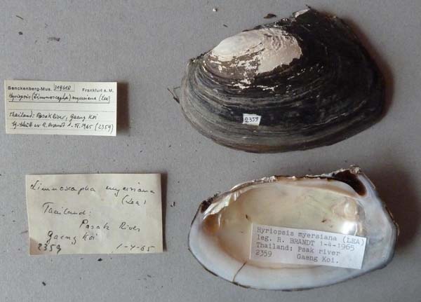 specimen