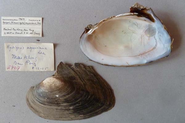 specimen