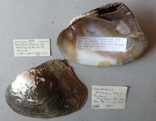 specimen