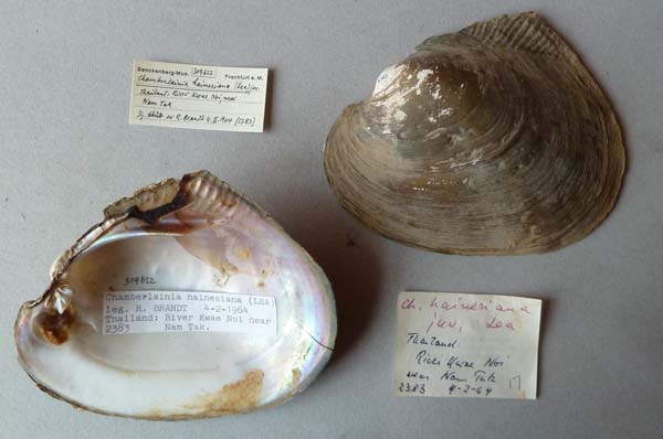 specimen