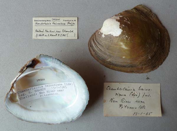 specimen