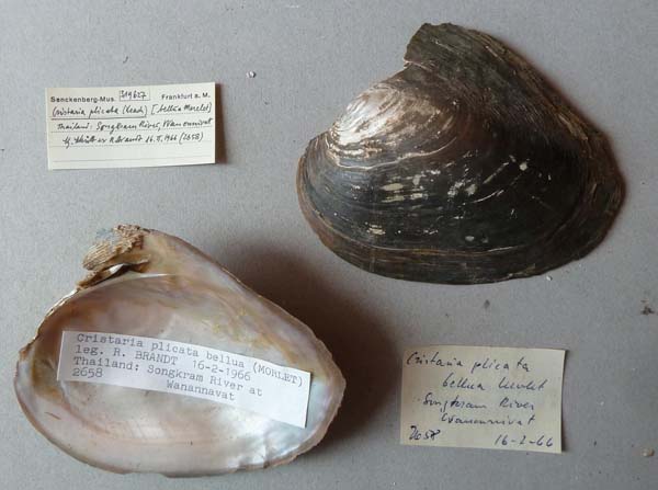 specimen