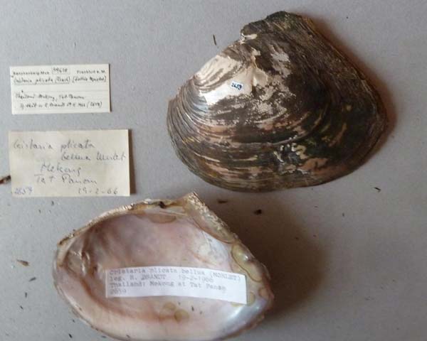 specimen