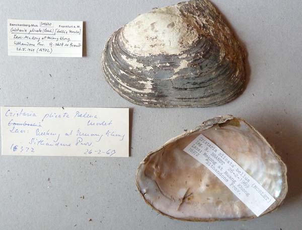 specimen
