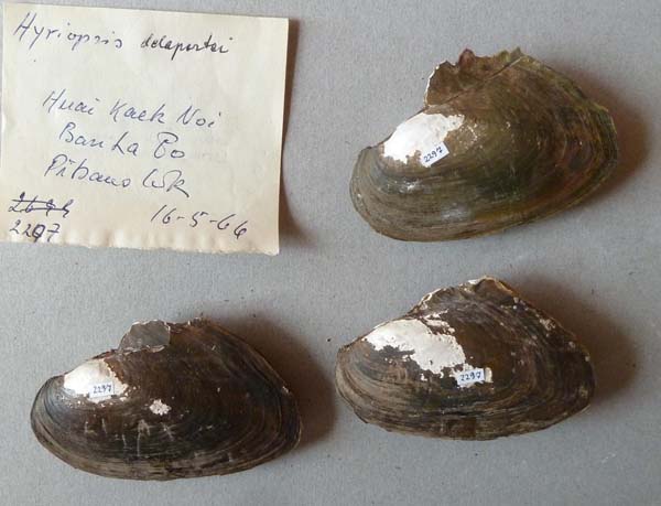specimen