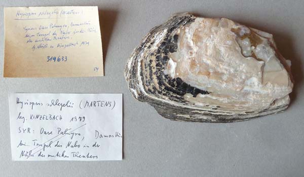 specimen