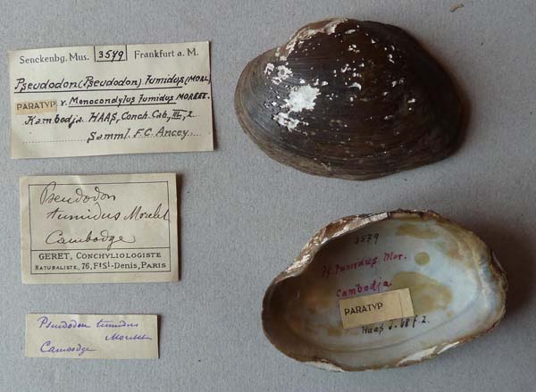 specimen