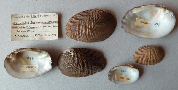 specimen