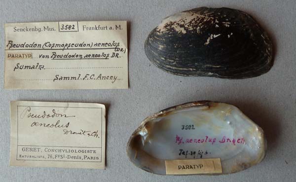 specimen